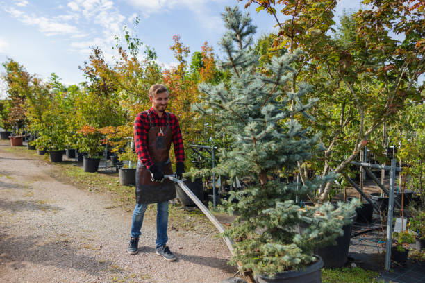 Best Commercial Tree Removal  in Kyle, SD